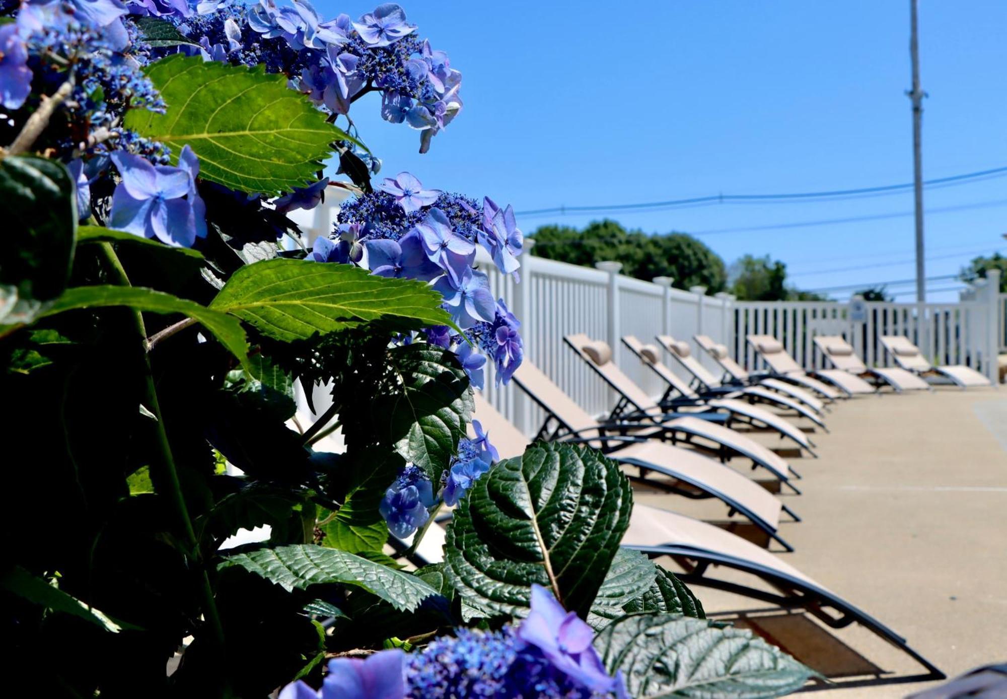 Sea View Motel Ogunquit Dış mekan fotoğraf